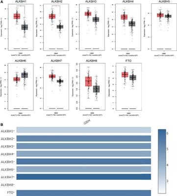 The AlkB Family: Potential Prognostic Biomarkers and Therapeutic Targets in Glioblastoma